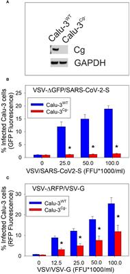 Cellugyrin (synaptogyrin-2) dependent pathways are used by bacterial cytolethal distending toxin and SARS-CoV-2 virus to gain cell entry